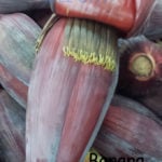 banana blossom
