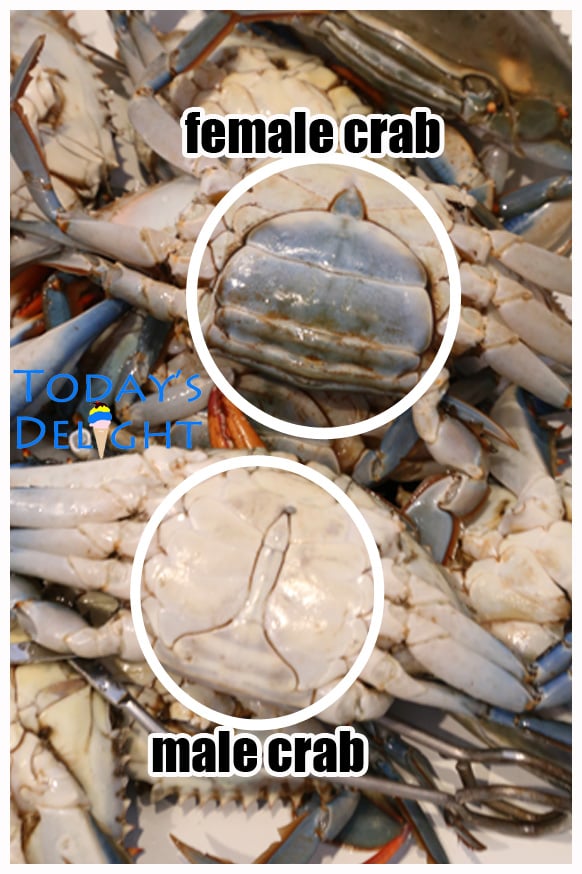 An image showing how to tell a male and female blue crab. About 8 crabs in the sink.
